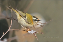 <p>KRÁLÍČEK OHNIVÝ (Regulus ignicapillus) /Firecrest - Sommergoldhähnchen/</p>
